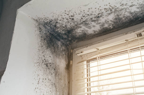 Affordable Mold Cleanup solutions in McClure, PA