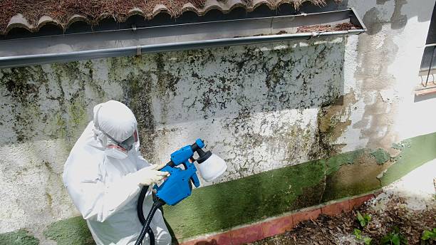Top rated local Mold Cleanup specialists in McClure, PA